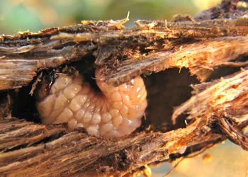 fat white root weevil larvae in root